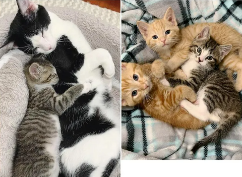 Kitten Makes Great Strides with Help from Other Cats After Being Found as Orphan